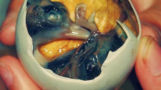 Makanan Paling Unik di Dunia